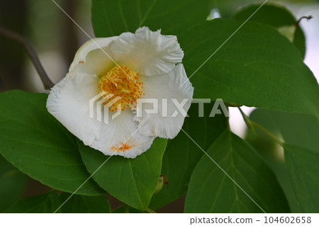 Deciduous tall tree of Camellia (genus Camellia) Deciduous tall tree of Camellia (genus Camellia) 104602658