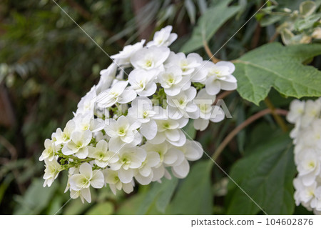 White flower of Porcupine horse mackerel 104602876
