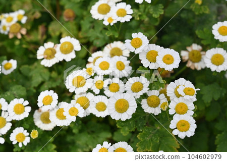 小白菊(菊科)多年生植物 小白菊(菊科)多年生植物 104602979