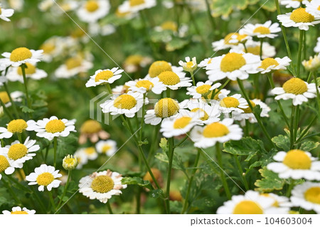 Feverfew (Asteraceae) perennial Feverfew (Asteraceae) perennial 104603004