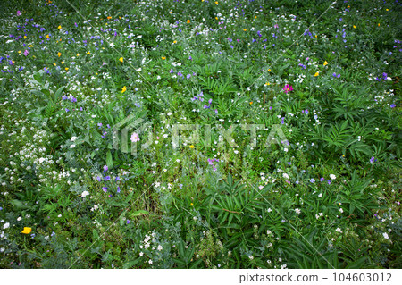Background of summer vegetation in the countryside Background of summer vegetation in the countryside 104603012