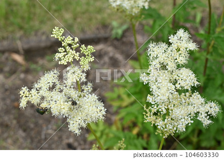 Perennial plant of Natsuyukiso (Rosaceae) Perennial plant of Natsuyukiso (Rosaceae) 104603330