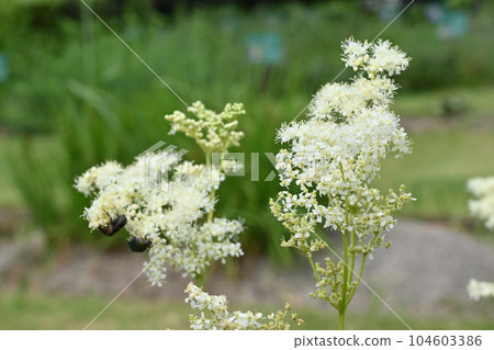 Perennial plant of Natsuyukiso (Rosaceae) Perennial plant of Natsuyukiso (Rosaceae) 104603386