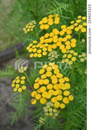 艾蒿(菊科)多年生植物 艾蒿(菊科)多年生植物 104603828