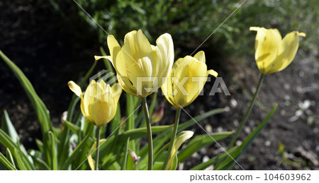 Yellow juicy tulip flowers in the afternoon. Large tulip flowers. Spring garden. Yellow flowers. Yellow juicy tulip flowers in the afternoon. Large tulip flowers. Spring garden. Yellow flowers. 104603962