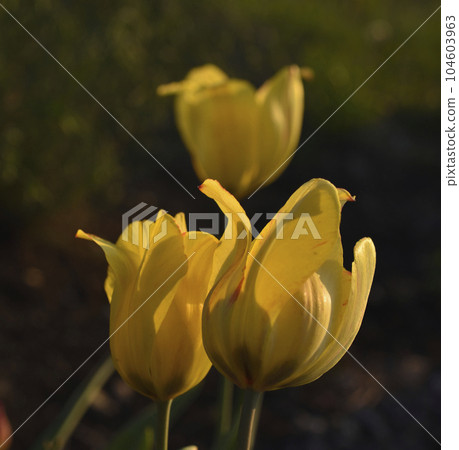 Yellow juicy tulip flowers in the afternoon. Large tulip flowers. Spring garden. Yellow flowers. Yellow juicy tulip flowers in the afternoon. Large tulip flowers. Spring garden. Yellow flowers. 104603963