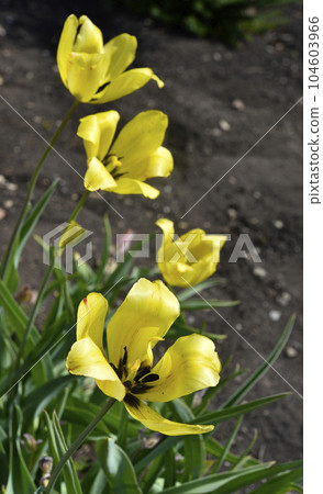 Yellow juicy tulip flowers in the afternoon. Large tulip flowers. Spring garden. Yellow flowers. Yellow juicy tulip flowers in the afternoon. Large tulip flowers. Spring garden. Yellow flowers. 104603966