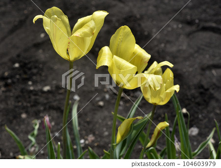 Yellow juicy tulip flowers in the afternoon. Large tulip flowers. Spring garden. Yellow flowers. Yellow juicy tulip flowers in the afternoon. Large tulip flowers. Spring garden. Yellow flowers. 104603979