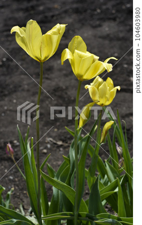 Yellow juicy tulip flowers in the afternoon. Large tulip flowers. Spring garden. Yellow flowers. Yellow juicy tulip flowers in the afternoon. Large tulip flowers. Spring garden. Yellow flowers. 104603980