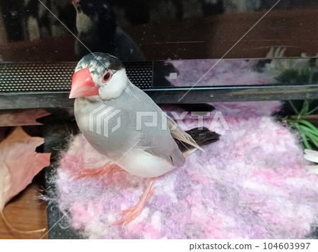 手持櫻花麻雀 104603997