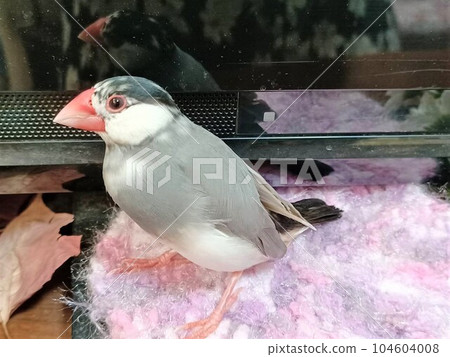 Hand-held cherry blossom sparrow 104604008