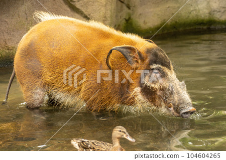 Red-tailed Wild Boar 104604265