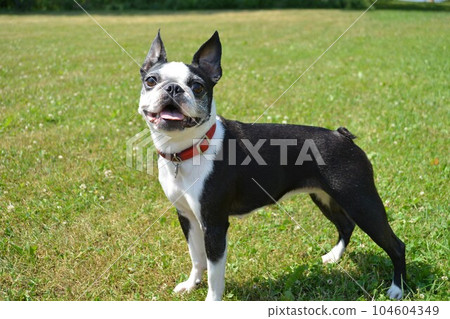 Cute and funny Boston Terrier on a green lawn. Cute and funny Boston Terrier on a green lawn. 104604349