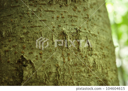 The scenery of the satoyama, the scars of a black bear left on the trunk of a wild cherry tree The scenery of the satoyama, the scars of a black bear left on the trunk of a wild cherry tree 104604615