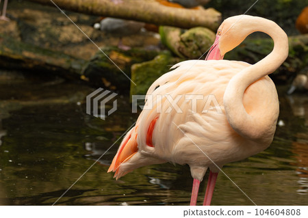 Europe Flamingo 104604808