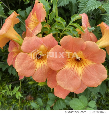 Flowers Orange Flowers Orange 104604822