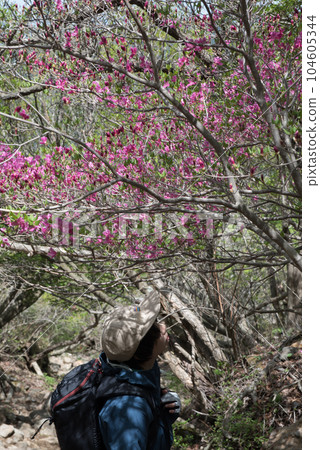 唐國山登山道上的鮮花和登山者 唐國山登山道上的鮮花和登山者 104605344