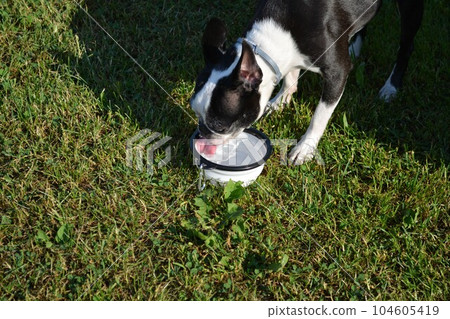 The dog drinks water. The dog drinks water. 104605419