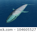 Blue whale in the open sea 104605527