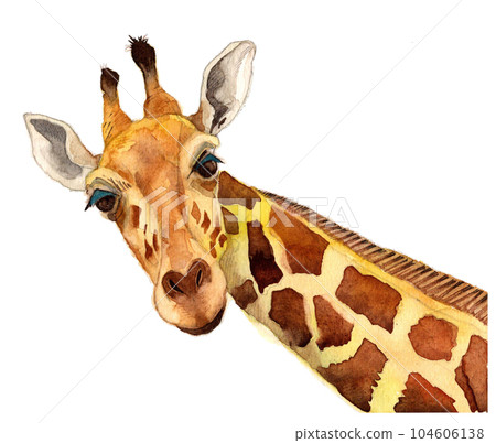 Giraffe Giraffe 104606138