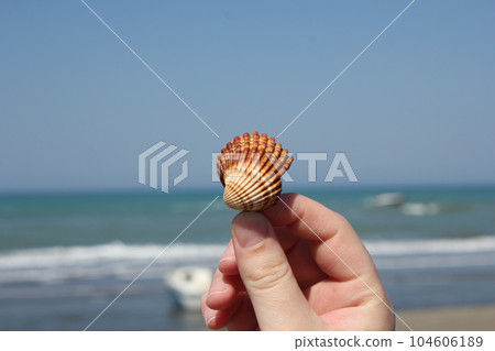 Girl hand holding sea shell, selective focus Girl hand holding sea shell, selective focus 104606189