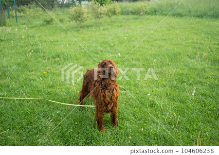 Beautiful Irish Setter dog is stands in grass. Copy space. Hunting dogs. Training a dog in the field 104606238