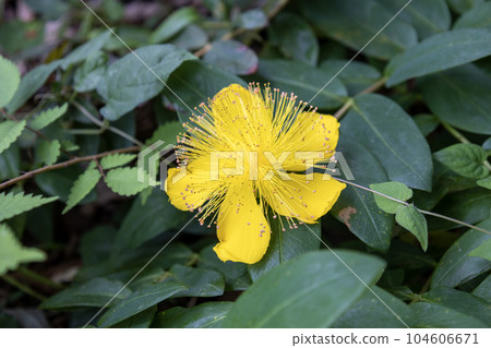 Yellow flower "Seiyou Kinshibai" 104606671