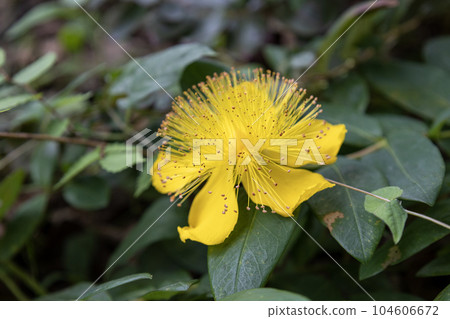 黃花“金芝白青陽” 104606672