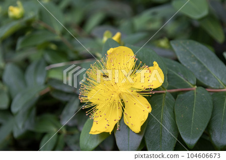 Yellow flower "Seiyou Kinshibai" Yellow flower "Seiyou Kinshibai" 104606673