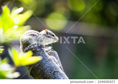 Baby squirrel sunbathing on a tree Baby squirrel sunbathing on a tree 104606925