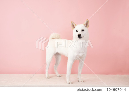 白色柴犬微笑著粉紅色的背 白色柴犬微笑著粉紅色的背 104607044