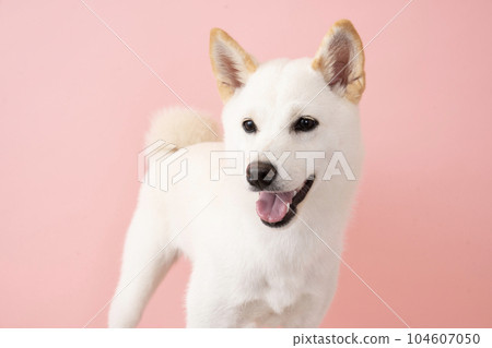 Bust up of a white Shiba Inu smiling with a pink back Bust up of a white Shiba Inu smiling with a pink back 104607050
