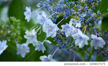 Hydrangea macrophylla double flower with raindrops Hydrangea macrophylla double flower with raindrops 104607375