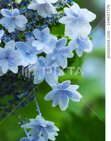 Hydrangea macrophylla double flower with raindrops Hydrangea macrophylla double flower with raindrops 104607376