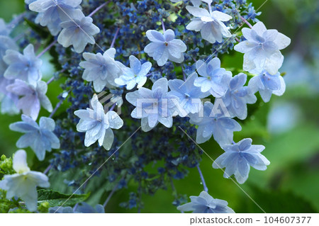 繡球花雙花與雨滴 104607377