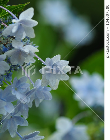 Hydrangea macrophylla double flower with raindrops Hydrangea macrophylla double flower with raindrops 104607380
