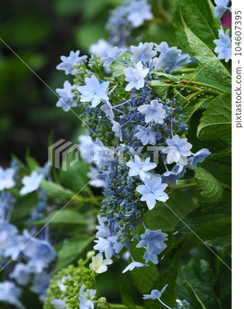 Hydrangea macrophylla double flower with raindrops Hydrangea macrophylla double flower with raindrops 104607395