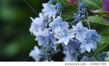 Hydrangea macrophylla double flower with raindrops Hydrangea macrophylla double flower with raindrops 104607399
