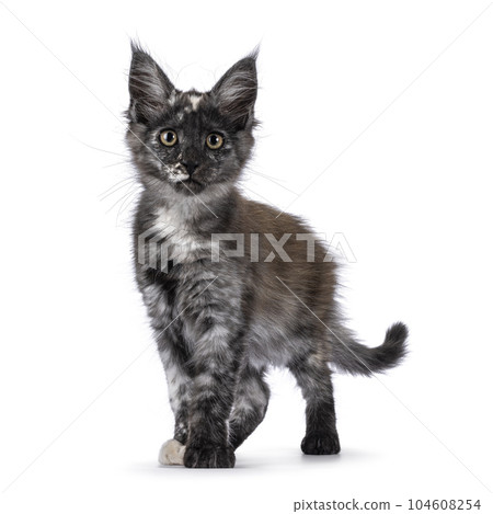 Maine Coon cat kitten on white background Maine Coon cat kitten on white background 104608254