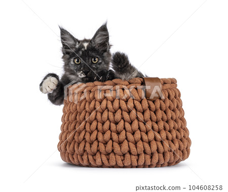 Maine Coon cat kitten on white background Maine Coon cat kitten on white background 104608258