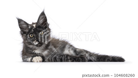 Maine Coon cat kitten on white background Maine Coon cat kitten on white background 104608260
