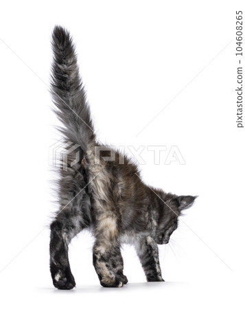 Maine Coon cat kitten on white background 104608265