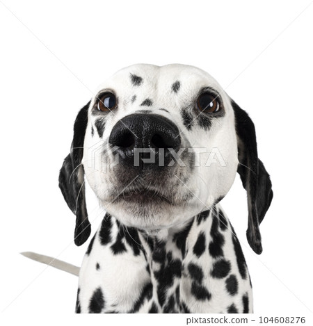 Dalmatian dog on white background 104608276