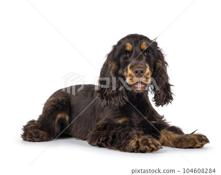 Cocker Spaniel dog isolated on white background. Cocker Spaniel dog isolated on white background. 104608284