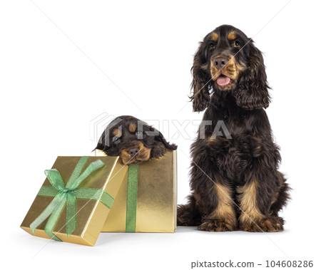 Cocker Spaniel dog isolated on white background. Cocker Spaniel dog isolated on white background. 104608286