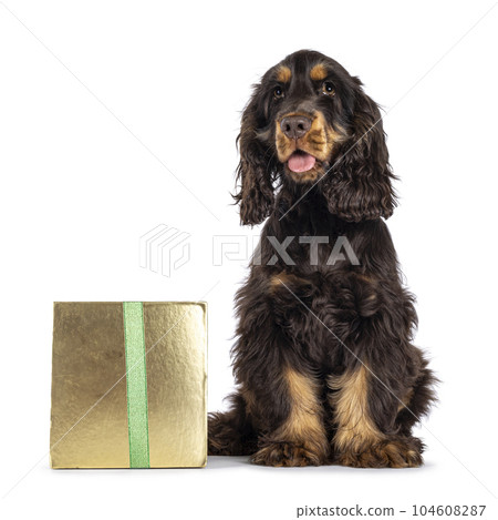 Cocker Spaniel dog isolated on white background. Cocker Spaniel dog isolated on white background. 104608287