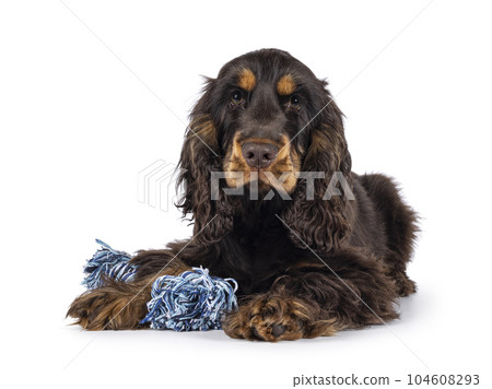 Cocker Spaniel dog isolated on white background. Cocker Spaniel dog isolated on white background. 104608293