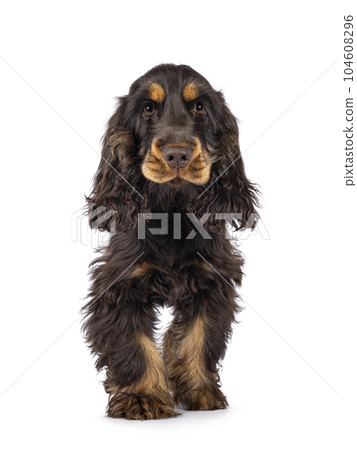 Cocker Spaniel dog isolated on white background. Cocker Spaniel dog isolated on white background. 104608296