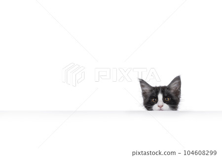 Maine Coon cat kitten on white background 104608299