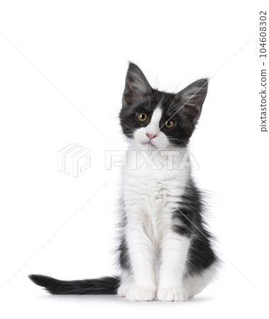 Maine Coon cat kitten on white background Maine Coon cat kitten on white background 104608302